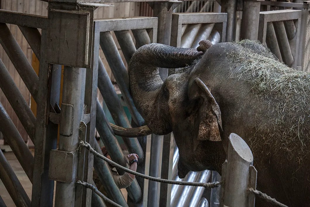 Дрессировщик тренирует самца азиатского слона. Фото: Влад Докшин / «Новая газета»