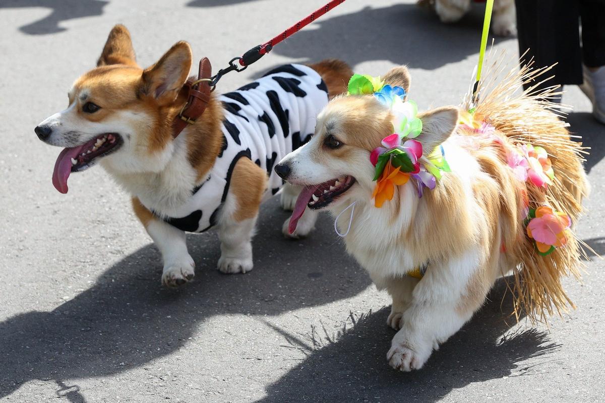 Корги во время костюмированного парада на ВДНХ. Фото: Сергей Булкин / ТАСС