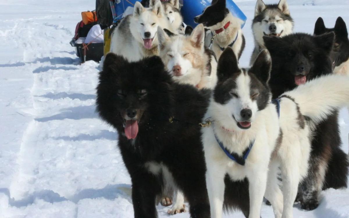 Записи по тегу #sledding | Just Dogs: собаки | ВКонтакте