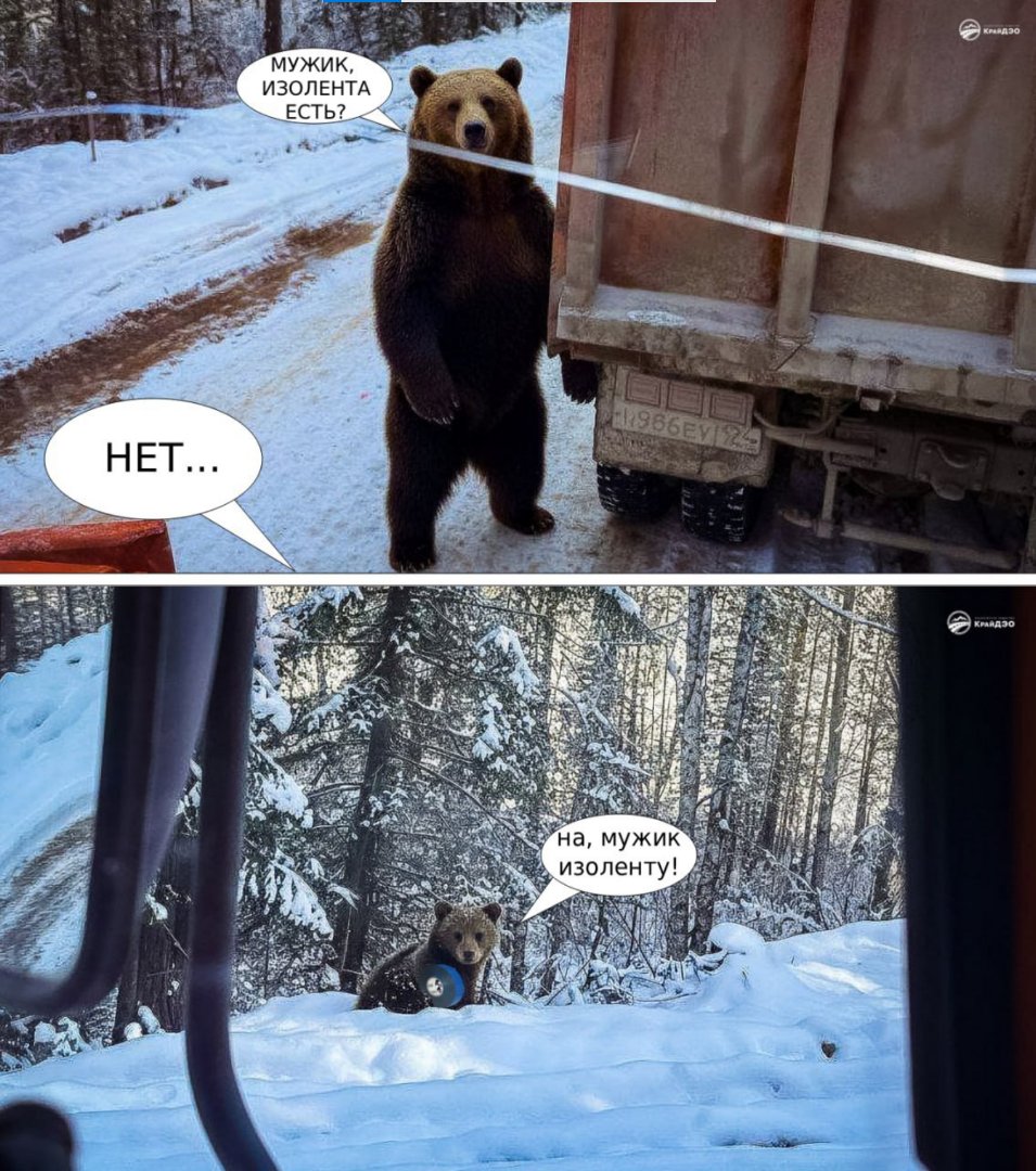 Из комментариев к очередному ссобщению о выходе медведей к людям. Источник: тг-канал Борус.люди