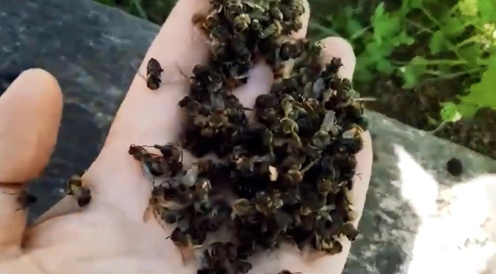 Погибшие пчелы. Кадр «Центр Красноярск»