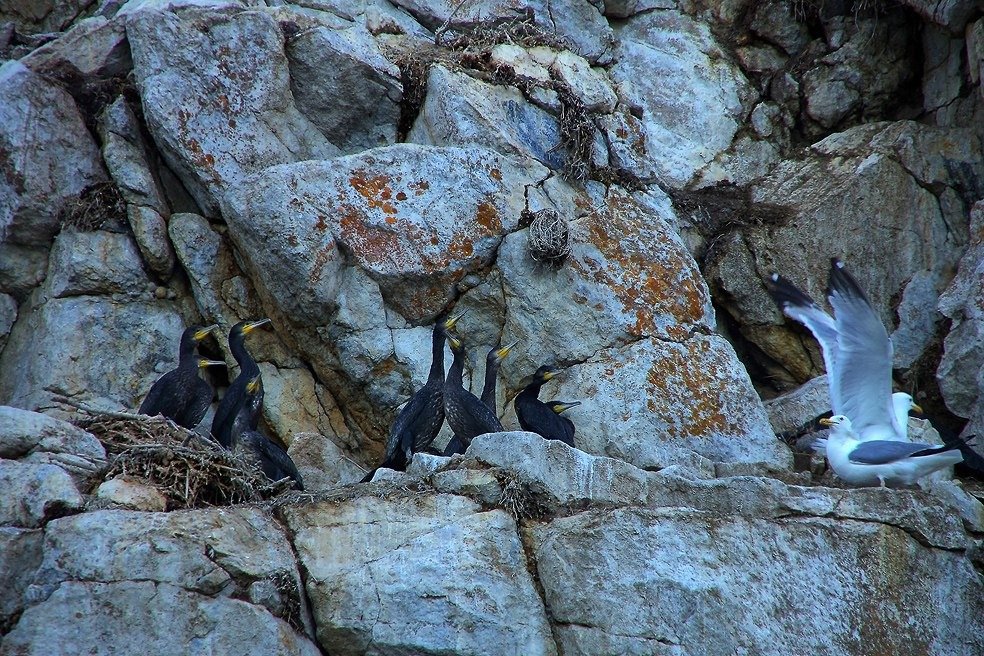 Остров Голый. Фото: gril-avp.livejournal.com