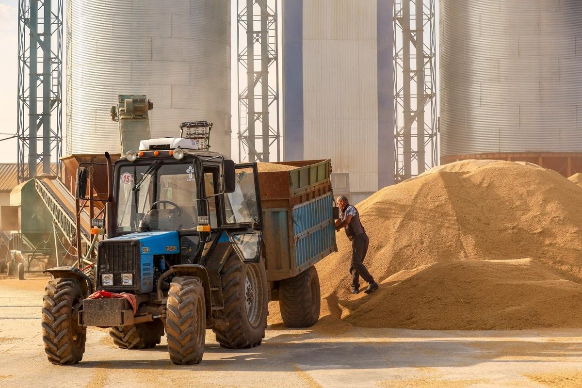 Уборка риса в Приморье. Фото: Юрий Смитюк / ТАСС
