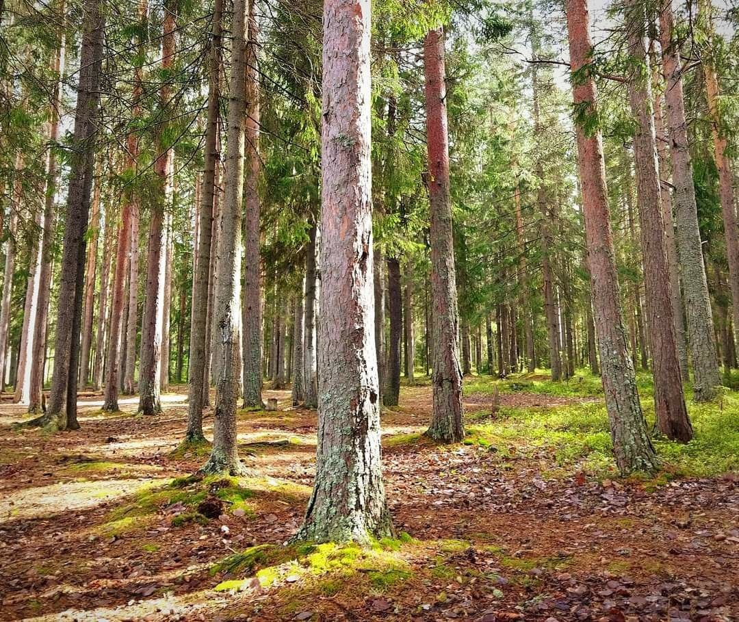 Савин Наволок. Фото автора