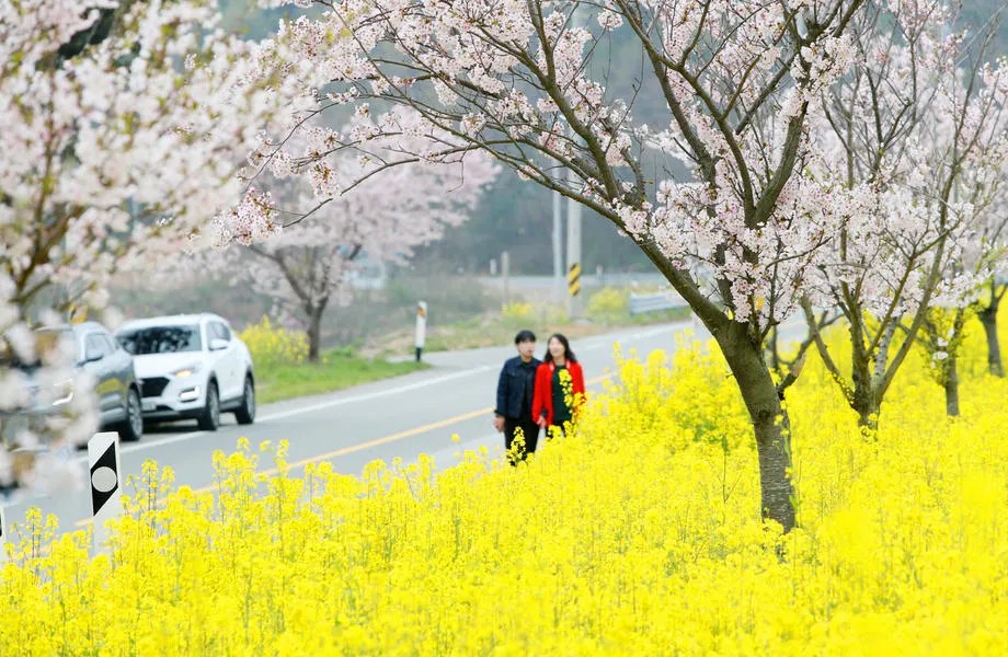 Весна в Сеуле. Фото: EPA-EFE