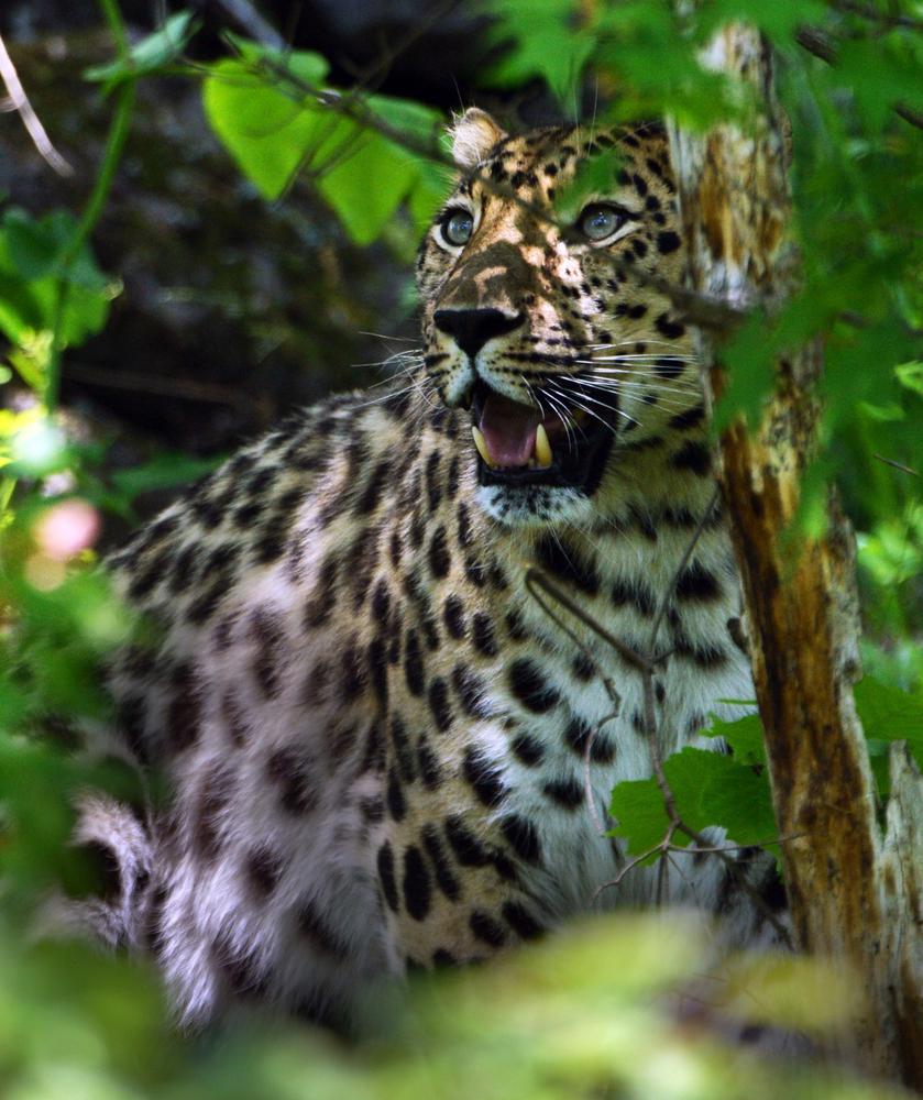Дальневосточный леопард. Фото: РИА Новости