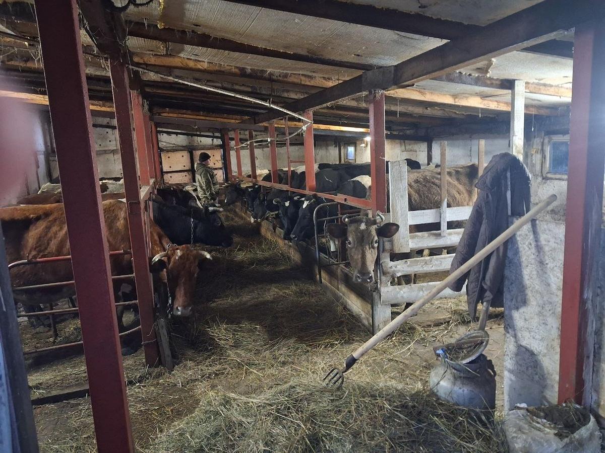 Бурята, Козюша, Борька, Степанка — у каждой коровы было тут свое собственное имя, только судьба оказалась общая. Фото: Игорь Стрельцов