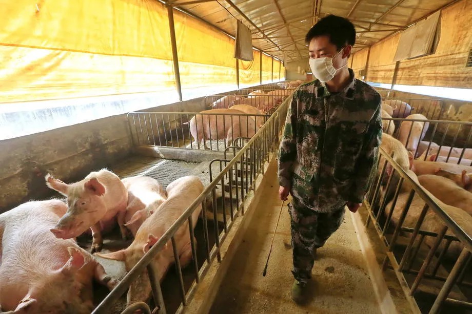 Свиноферма в Китае. Фото: EPA-EFE