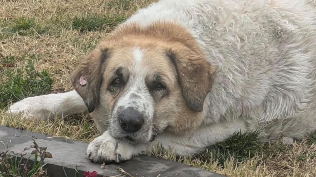 Нежная королева