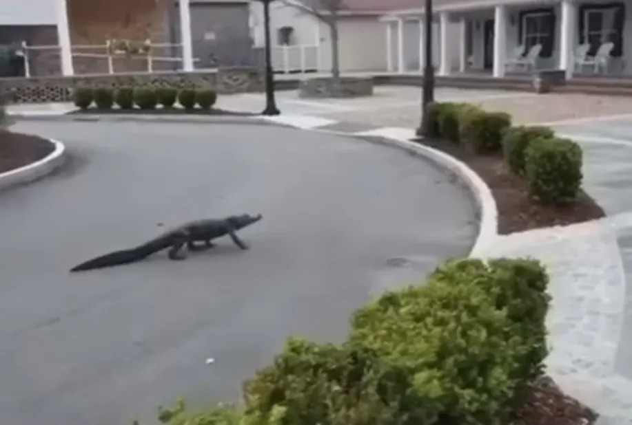 Крокодил в американском городе. Кадр Youtube