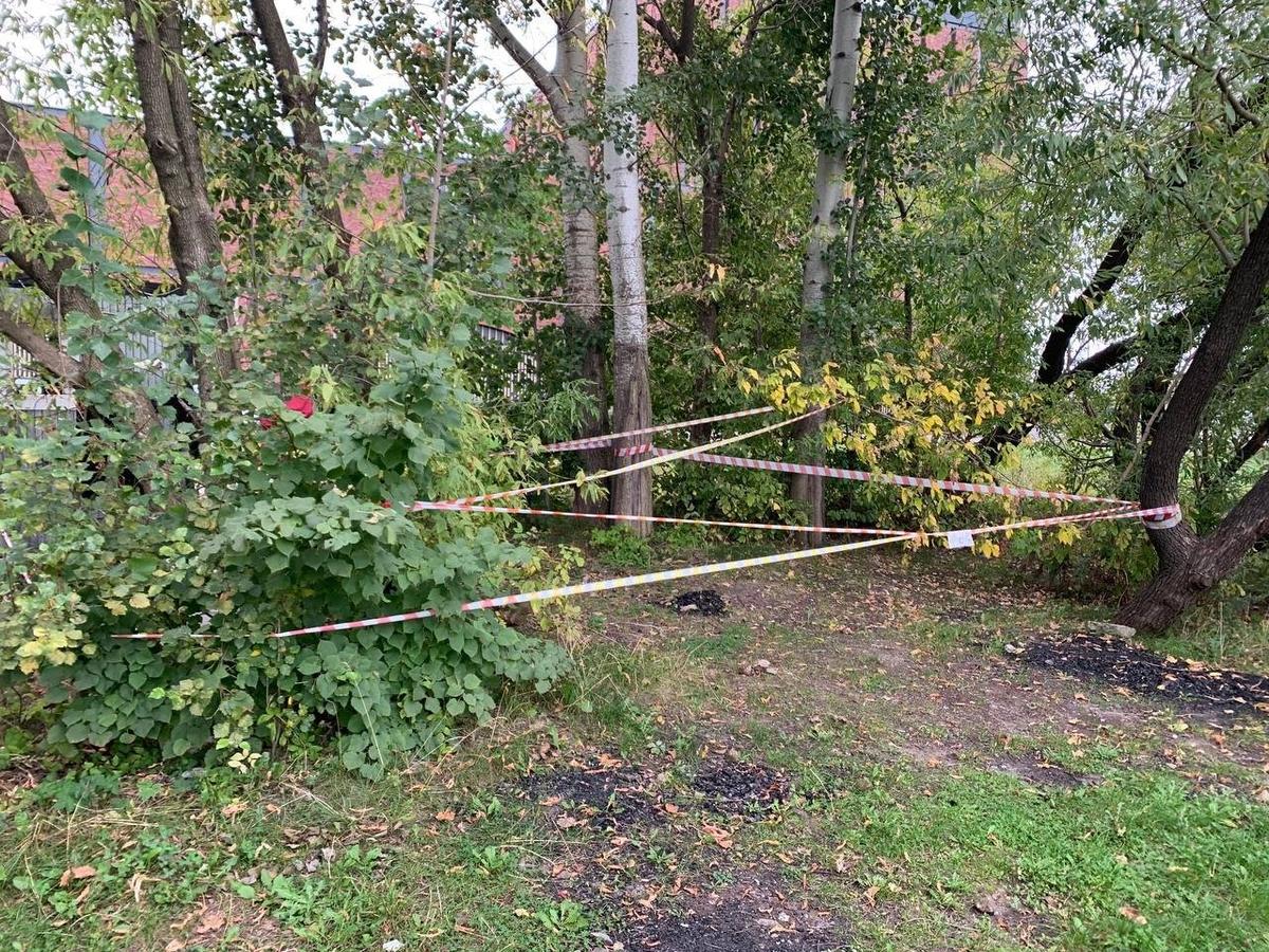 «Заросли». Фото из телеграм-канала Ольги Штанниковой