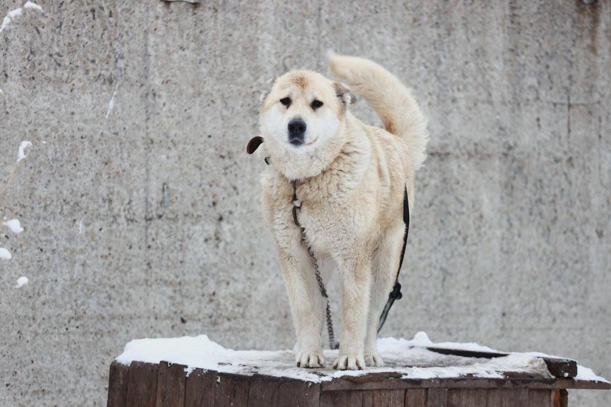 Булка, 4 года. Фото: предоставлено волонтерами