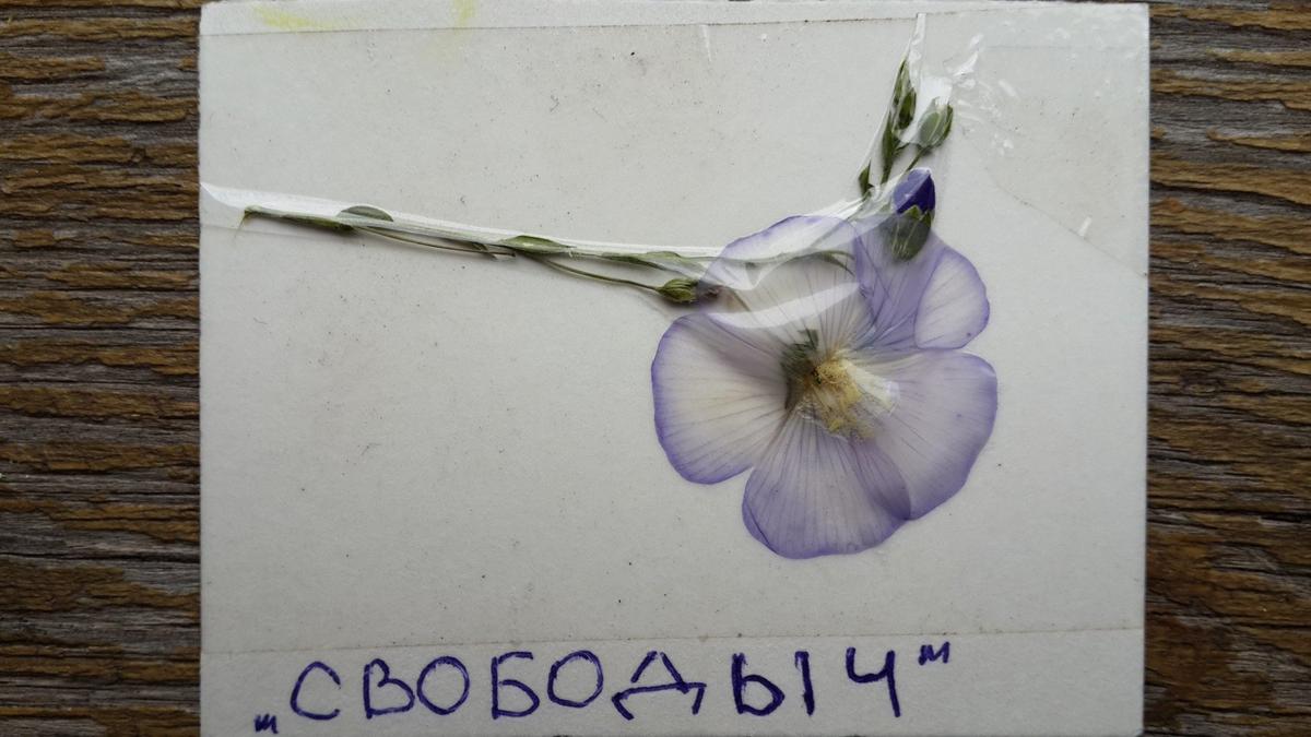 Синий цветок Свободыч