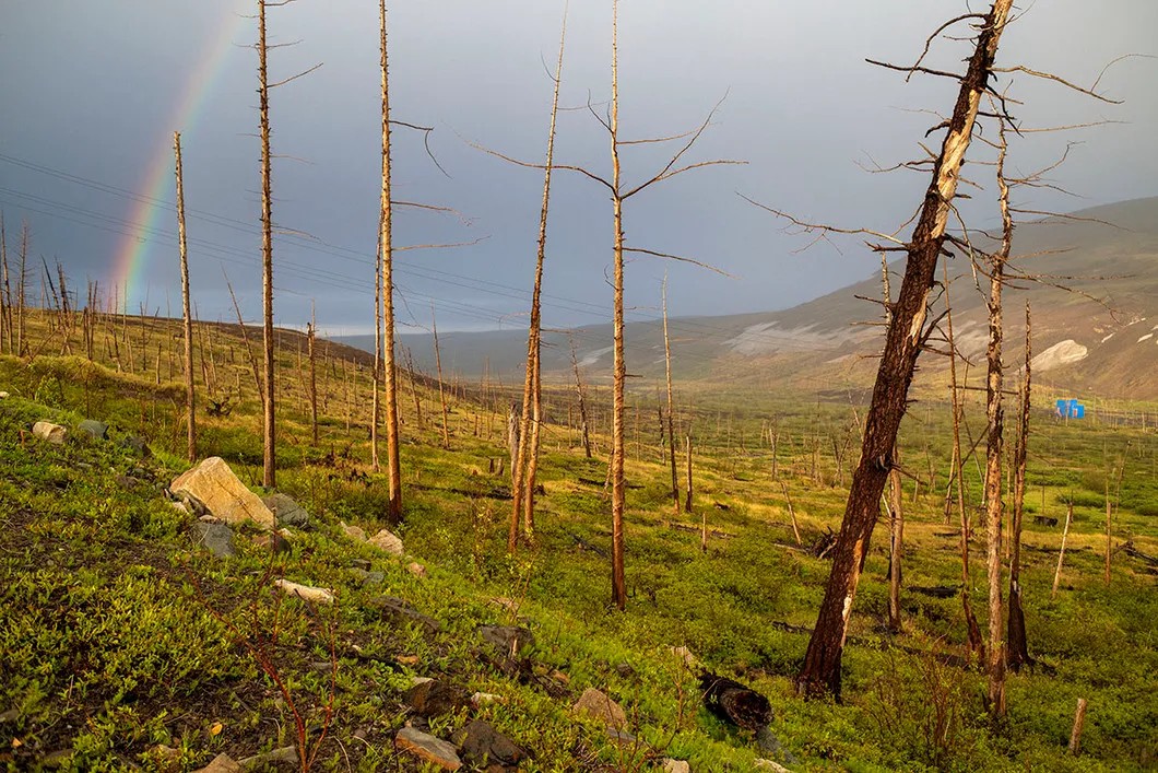 Dead forest along the Northern Ergalakh River. This is the main path travelled by winds filled with smoke from the Nadezhda and Copper plants. The stretch of dead trees is 60 kilometers long. Photo: Yury Kozyrev, Novaya Gazeta