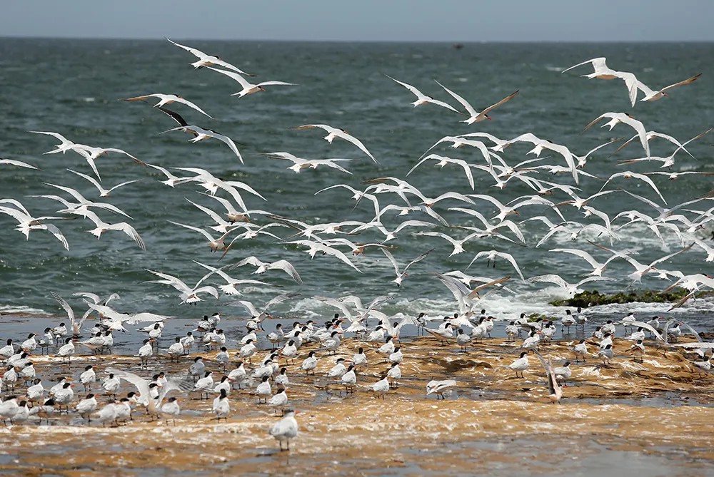 Чайки в заливе Лагуниллас — одной из охраняемых природных территорий Перу. Фото: EPA-EFE