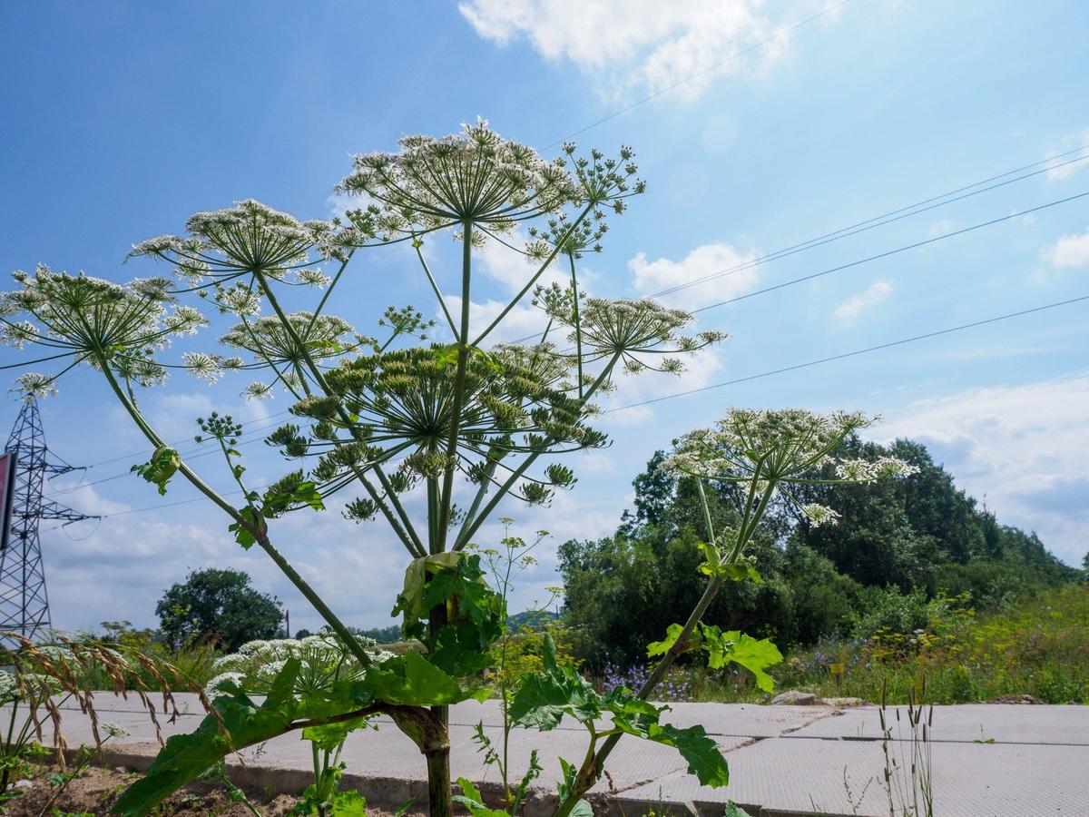 Борщевик. Фото: Валентин Антонов / ТАСС