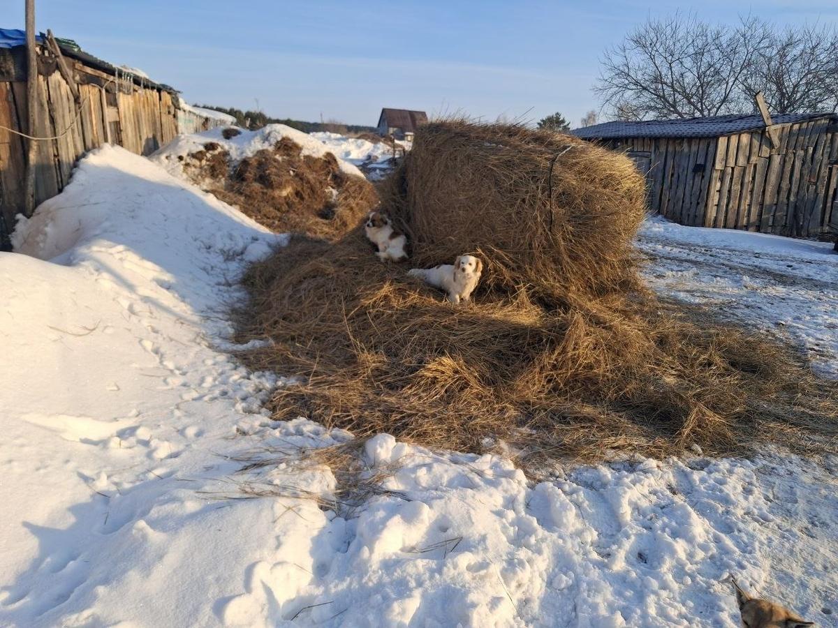 В селе даже собаки коровам не посторонние. Собака тут — не просто друг человека, но и помощник пастуха. Фото: Игорь Стрельцов