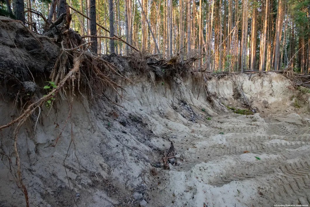 Граница делянки, сосновый лес. Фото: Александр Сакалов / ТВ2, для «Новой»