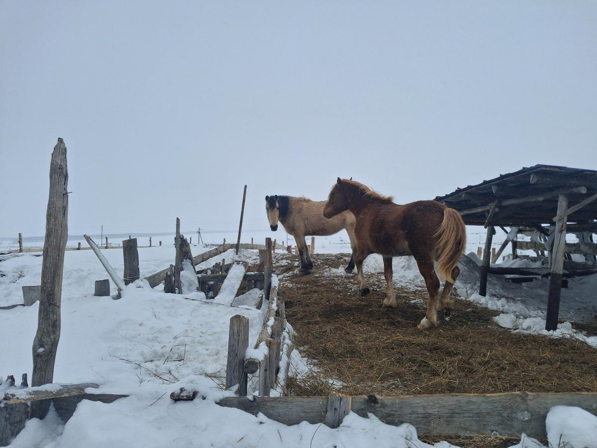 Кроме коров в Козихе держали еще и коней, мелкий скот, птицу. Фото: Игорь Стрельцов
