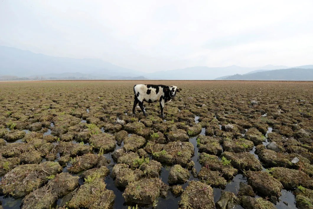 Чили. Корова пасется там, где еще недавно было дно водоема. Последствия засухи 2018 года. Фото: Reuters