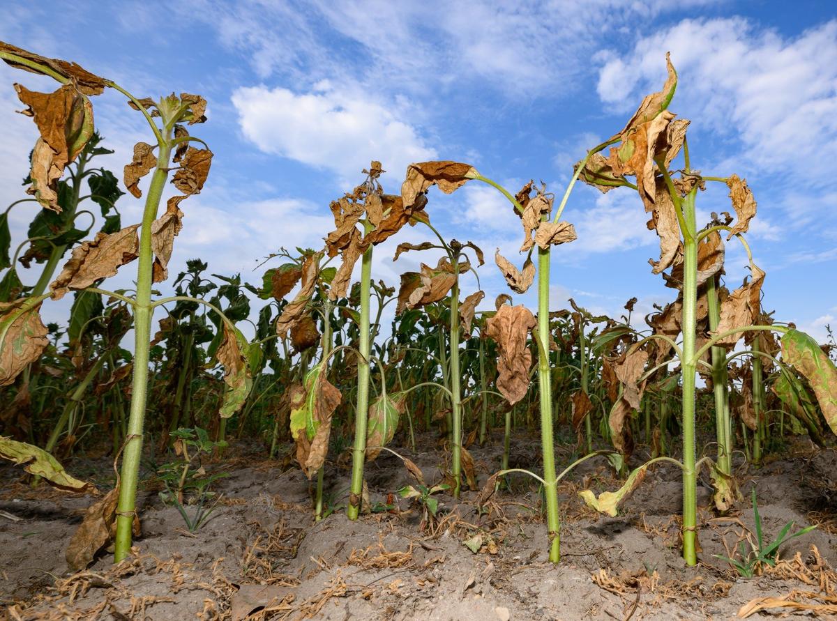 Фото: dpa / picture-alliance