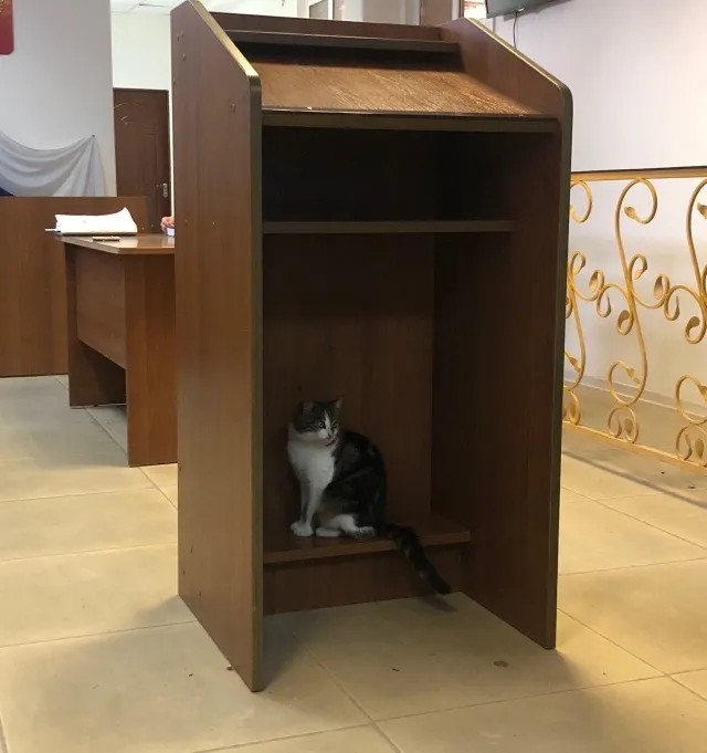 Кот на процессе по делу Оюба Титиева в Шалинском суде Грозного. Фото: Татьяна Глушкова