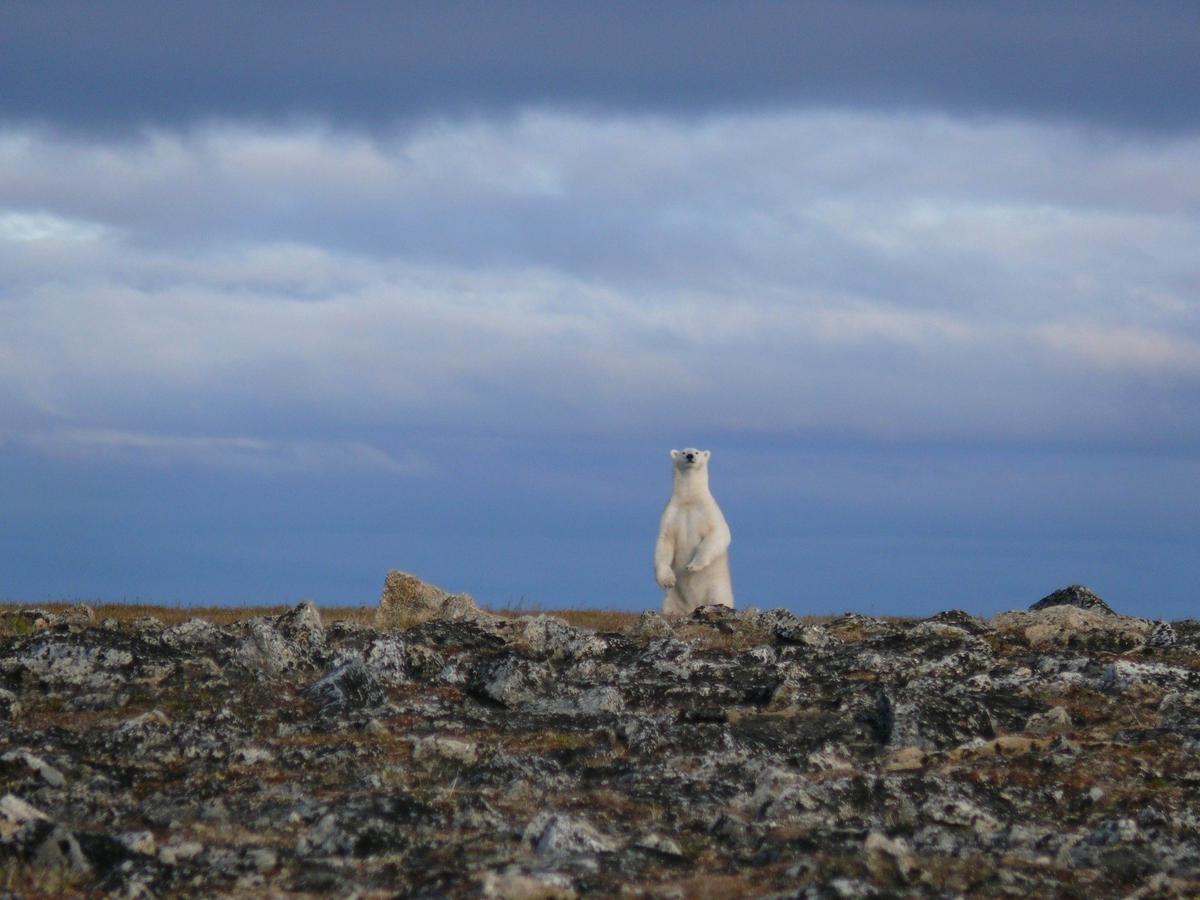 Таймыр. Мыс Вильда. Фото: И. Сабиров