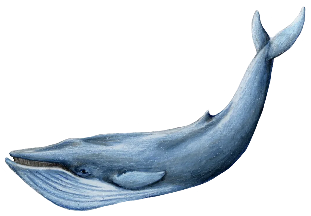 Наркотик синий кит даркнет телеграмм сливы детей