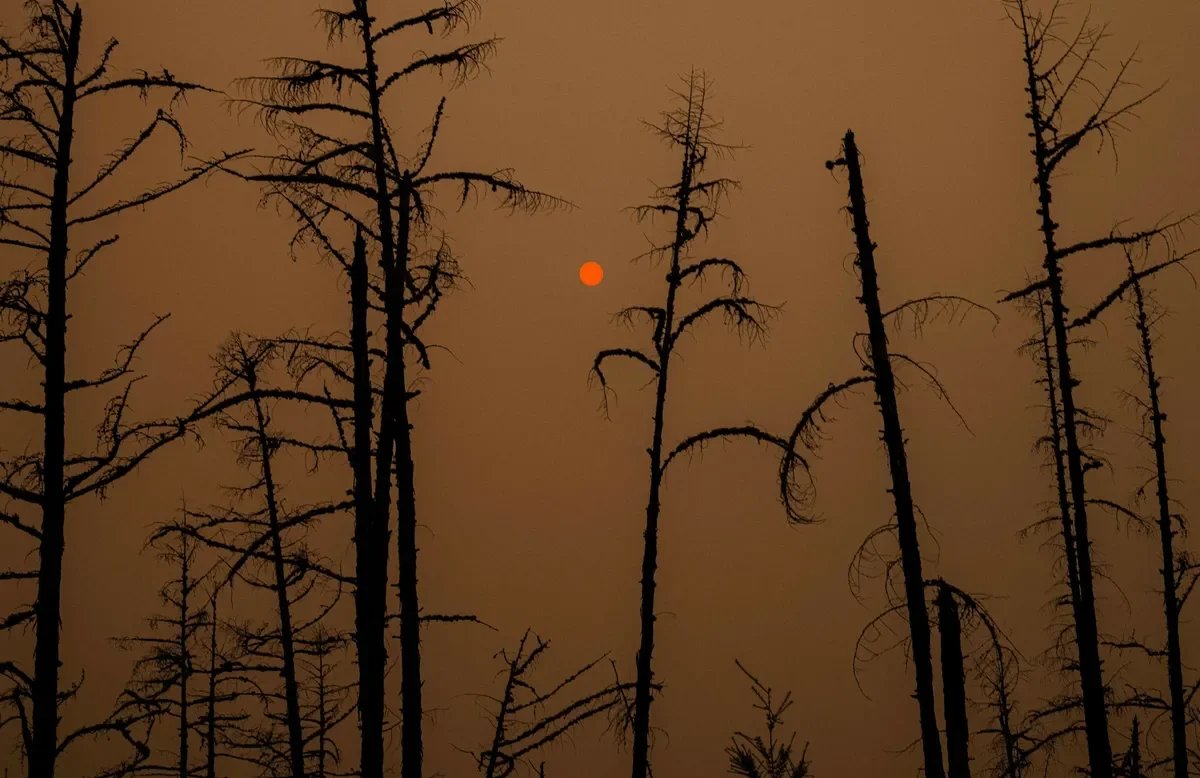 Лесные пожары в Сибири, 2021 год. Фото: Dimitar Dilkoff /AFP / East News