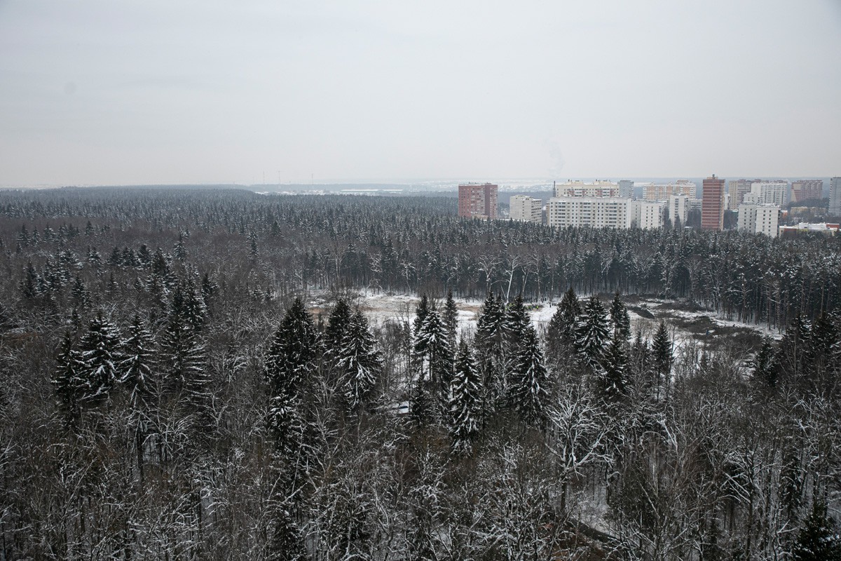 Вырубленный участок леса. Фото: Влад Докшин / «Новая газета»