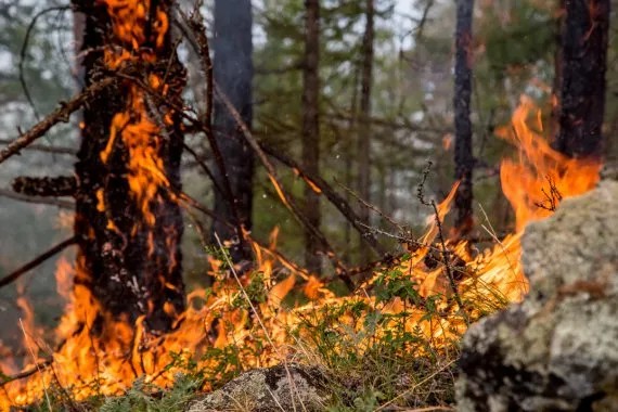 Фото: Петр Шеломовский