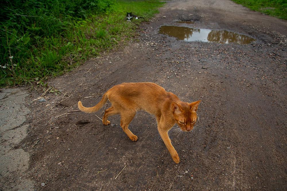 Абиссинский кот. Фото: Алексей Душутин / «Новая»
