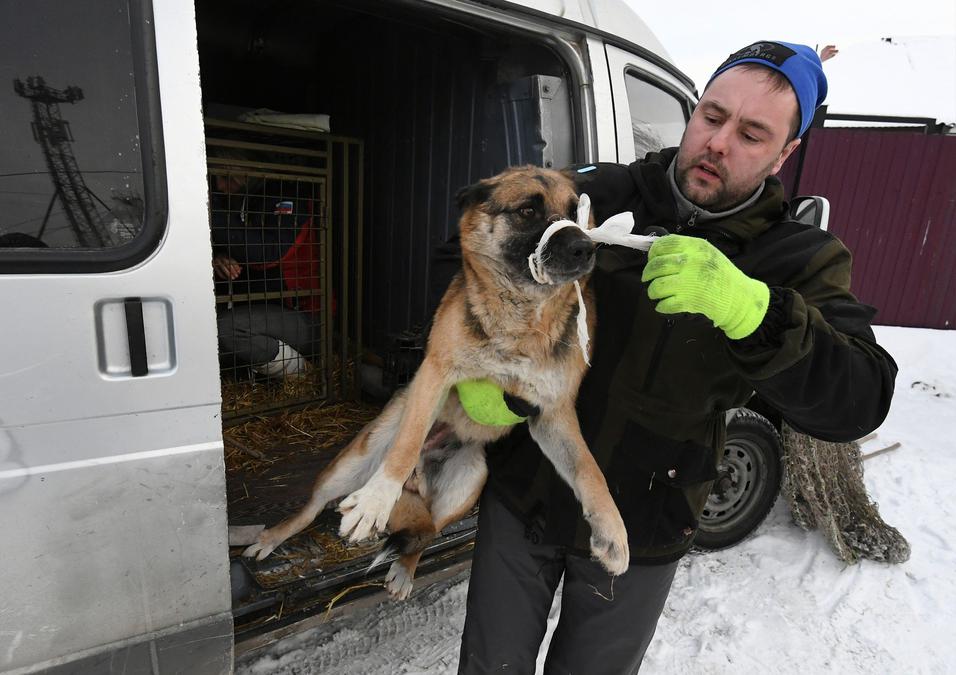 Сотрудник общественной благотворительной организации выпускает на волю стерилизованную и чипированную собаку. Фото: РИА Новости