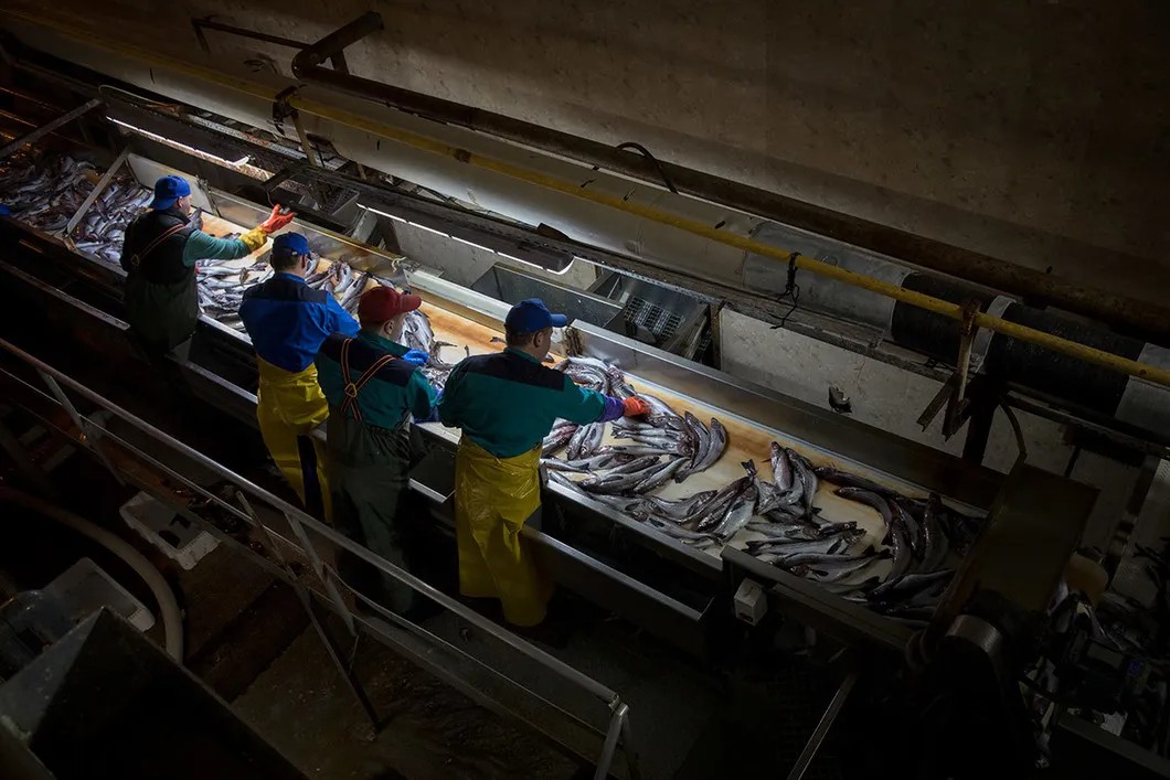 Рабочие на конвейере «Гидростроя» отбрасывают в сторону бычков и другую случайно попавшую в сети рыбу. Фото: Анна Артемьева/ «Новая газета»