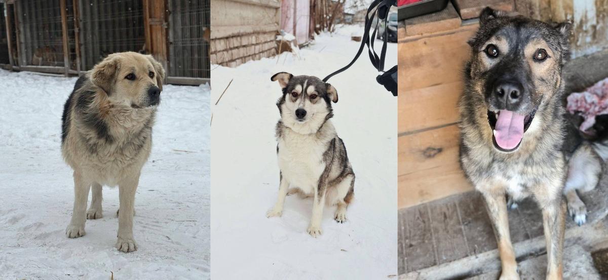 Найда, 5 лет, Маня, 3-4 года, и Бобик, 3 года. Фото: предоставлены волонтерами