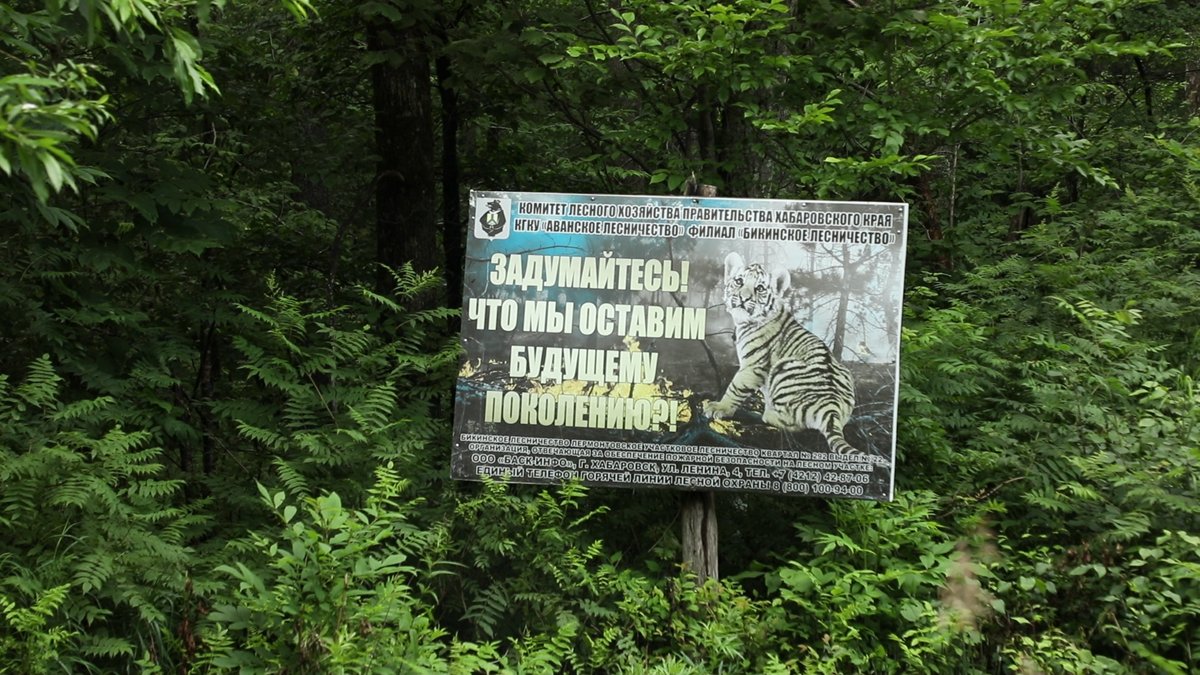 Аншлаг, поставленный лесорубами в уссурийской тайге. Фото: скриншот из видео Александры Сорочинской