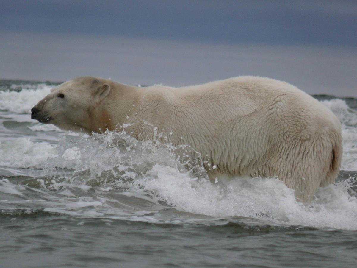 Таймыр. Мыс Стерлегова. Фото: И. Сабиров