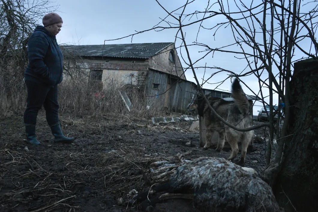 Порезанных волками овец теперь доедает пес. Фото: Виктория Одиссонова / «Новая газета»