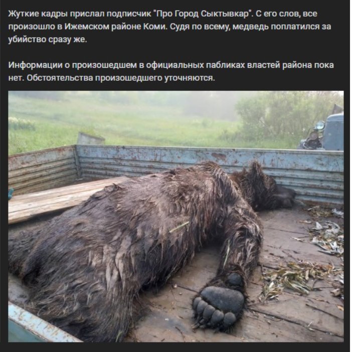 Фейковые новости о медведе-людоеде. Коми. Фото из соцсетей