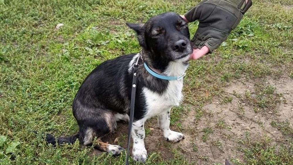 В аэропорту Домодедово нашли собаку, пропавшую на прошлой неделе во время погрузки в самолет