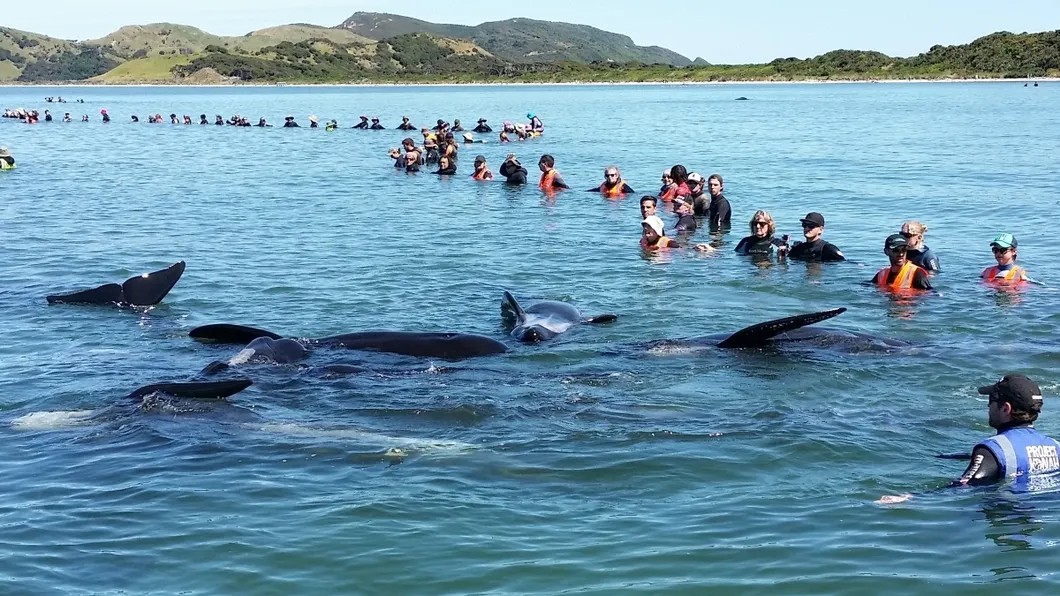 Дельфины возвращаются, если на берегу остался кто-то из сородичей. И тогда люди живой цепью отгоняют их от берега. Фото предоставлено Департаментом спасения
