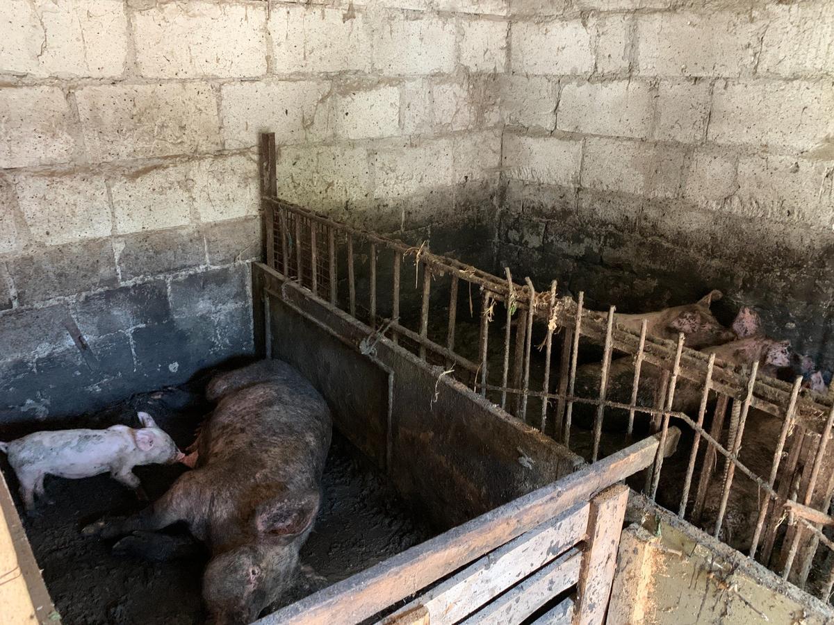 Поросята у семьи Момотковых. Фото: Татьяна Васильчук / «Новая газета»