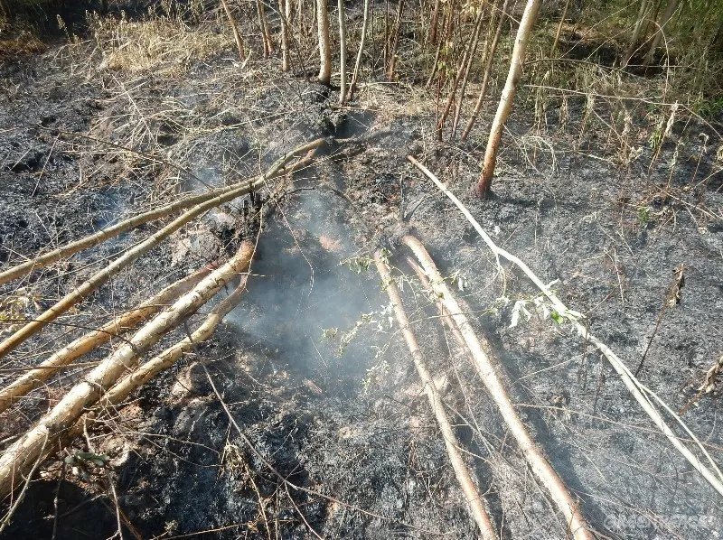 Фото: «Гринпис России»