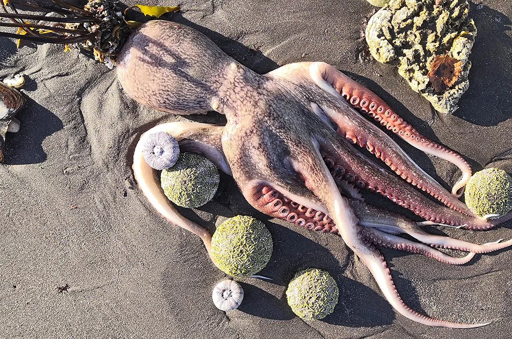 Мертвый осьминог на берегу в бухте Безымянная. Фото: Анна Стрельченко / ТАСС