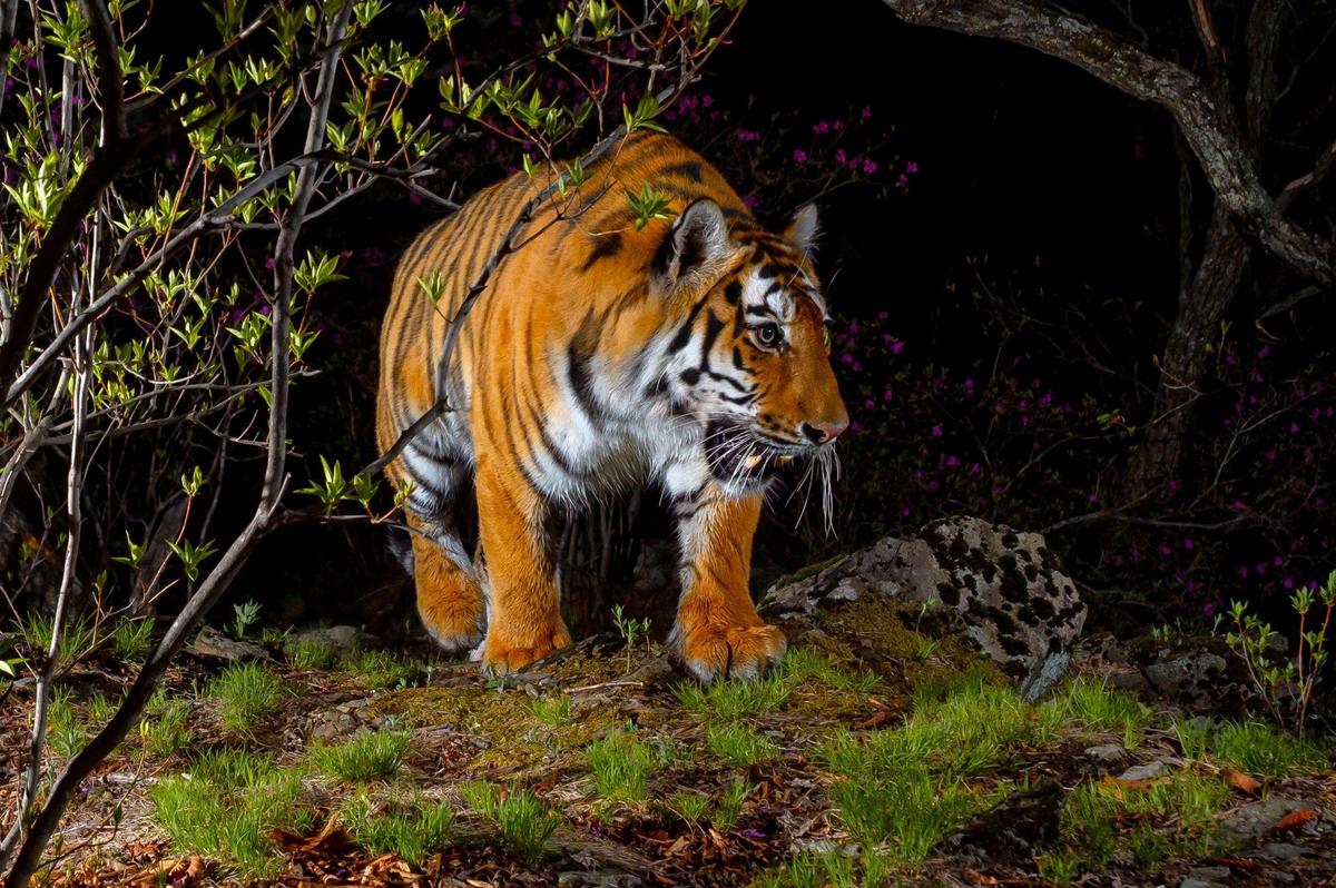 Амурский тигр. Фото: Юрий Смитюк / ТАСС