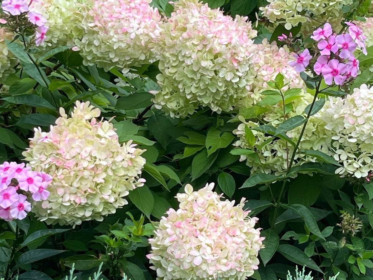 Фото: Елена Панфилова / «Новая газета»