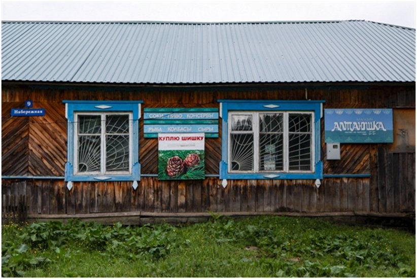 В селах Горного Алтая на каждом шагу висят объявления о покупке кедровой шишки. Фото: Арден Аркман / «Новая газета»