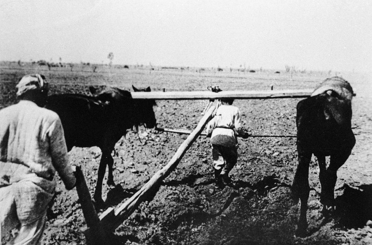 Крестьяне обрабатывают землю на упряжке волов, 1912 год. Фото: РИА Новости