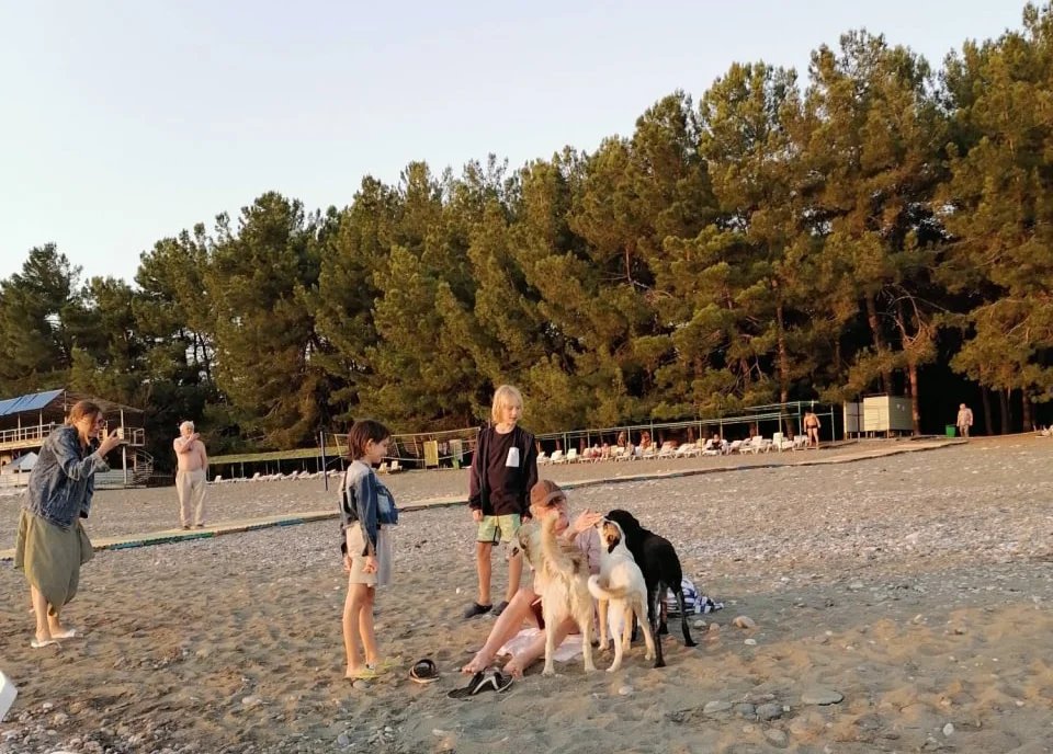 Собаки на пицундском пляже. Крайний справа (черный) — Чарлик. Фото из архива автора