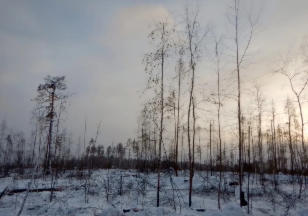 Вырубки под видом санитарных здорового леса в заказнике Туколонь. Фото предоставлено службой охраны и использования животного мира Иркутской области.